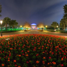 lighting, Disneyland, Flowers, flowerbed, Red, Night