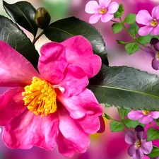 change, Colourfull Flowers, Flowers, graphics, Pink, camellia