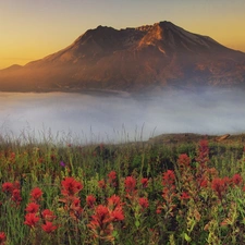 Flowers, mountains, Fog