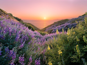 State of California, The United States, San Francisco, Coastal Trail, sea, The Hills, lupine, Great Sunsets, Flowers