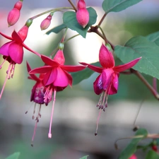 fuchsia, Flowers