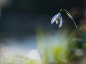 Colourfull Flowers, fuzzy, background, Snowdrop
