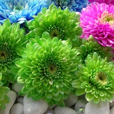 Flowers, color, dahlias