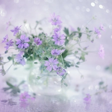 Flowers, Pink, Geraniums