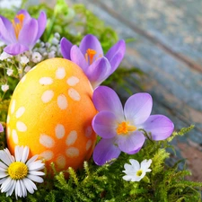Easter egg, Easter, Flowers, crocuses, Moss, decoration, daisy, Gips?wka, pansy