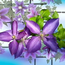 graphics, purple, Clematis, Flowers