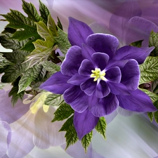 columbine, Leaf, Colourfull Flowers, Violet, graphics