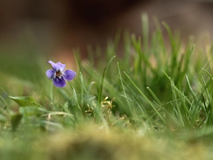 Viola odorata, Colourfull Flowers, Violet, grass