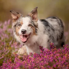 dog, Flowers, Heath, Border Collie