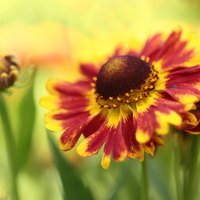 Colourfull Flowers, Helenium Hybridum, Red