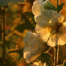 Flowers, White, Hollyhocks