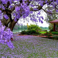 house, trees, Flowers, Garden