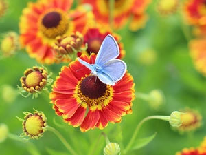 Dusky Icarus, Insect, Flowers, butterfly, Helenium Hybridum