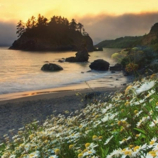 Island, Beaches, Flowers, Coast