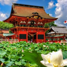 japanese, water, Flowers, Garden