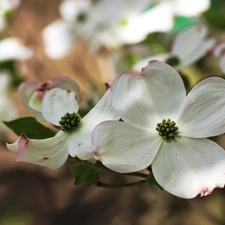 Cornus Kousa, White, Flowers, Bush