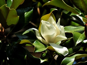 Leaf, Magnolia, Colourfull Flowers