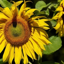 Leaf, Sunflower, Colourfull Flowers