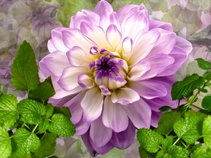 Colourfull Flowers, Leaf, graphics, Dalia