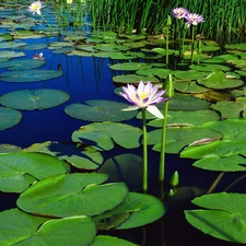 Flowers, water, Leaf