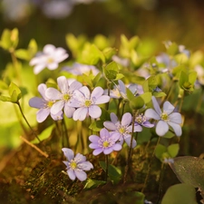 lilac, Liverworts, cluster, Flowers