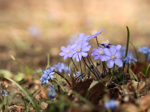 Flowers, Blue, Liverleaf