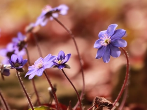 Flowers, lilac, Liverworts