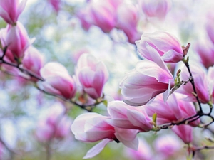Flowers, Pink, Magnolia