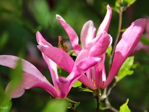Flowers, Pink, Magnolia