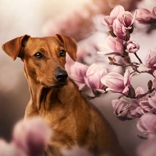 dog, Flowers, Magnolias, Rhodesian ridgeback