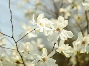 Flowers, White, Magnolias