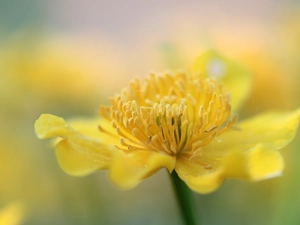 buttercup, Yellow, Colourfull Flowers, Marsh-Marigold