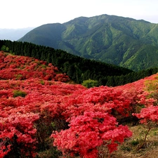 Flowers, Mountains, Meadow