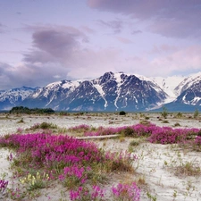 Mountains, Flowers