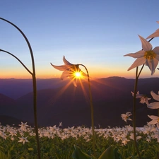 Mountains, sun, Flowers, rays
