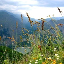 Mountains, Wildflowers, Flowers, grass