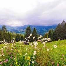 Mountains, Wildflowers, Flowers, woods