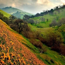 Mountains, Yellow, Flowers, Meadow