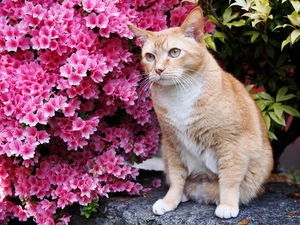 ginger, Flowers, Norwegian, Forest, cat