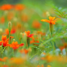 Flowers, Tagetes, Orange