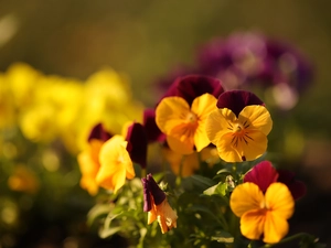 Flowers, color, pansies