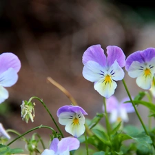 pansies, Flowers