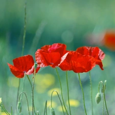 Flowers, Red, papavers