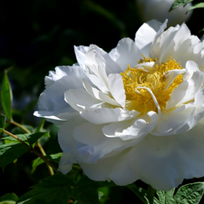 peony, White, Colourfull Flowers