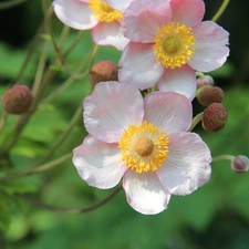 Japanese anemone, Pink, Flowers