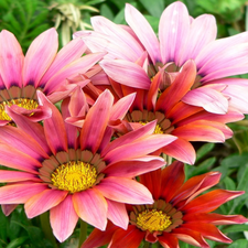 Pink, Flowers