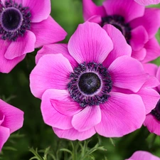 Pink, Anemones, Anemones, Flowers