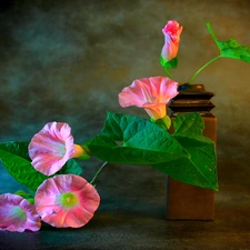 Flowers, bindweed, Pink