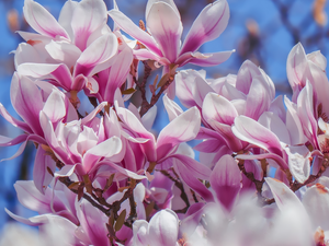 Pink, Magnolia, Blossoming, Flowers