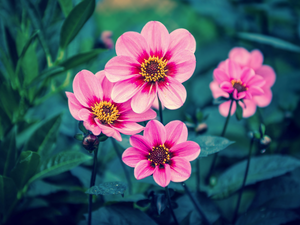 Flowers, dahlias, Pink
